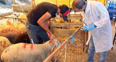 Mis.Az - Son Xeberler