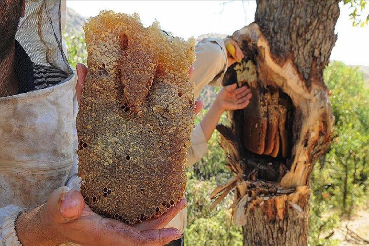 Mis.Az - Son Xeberler